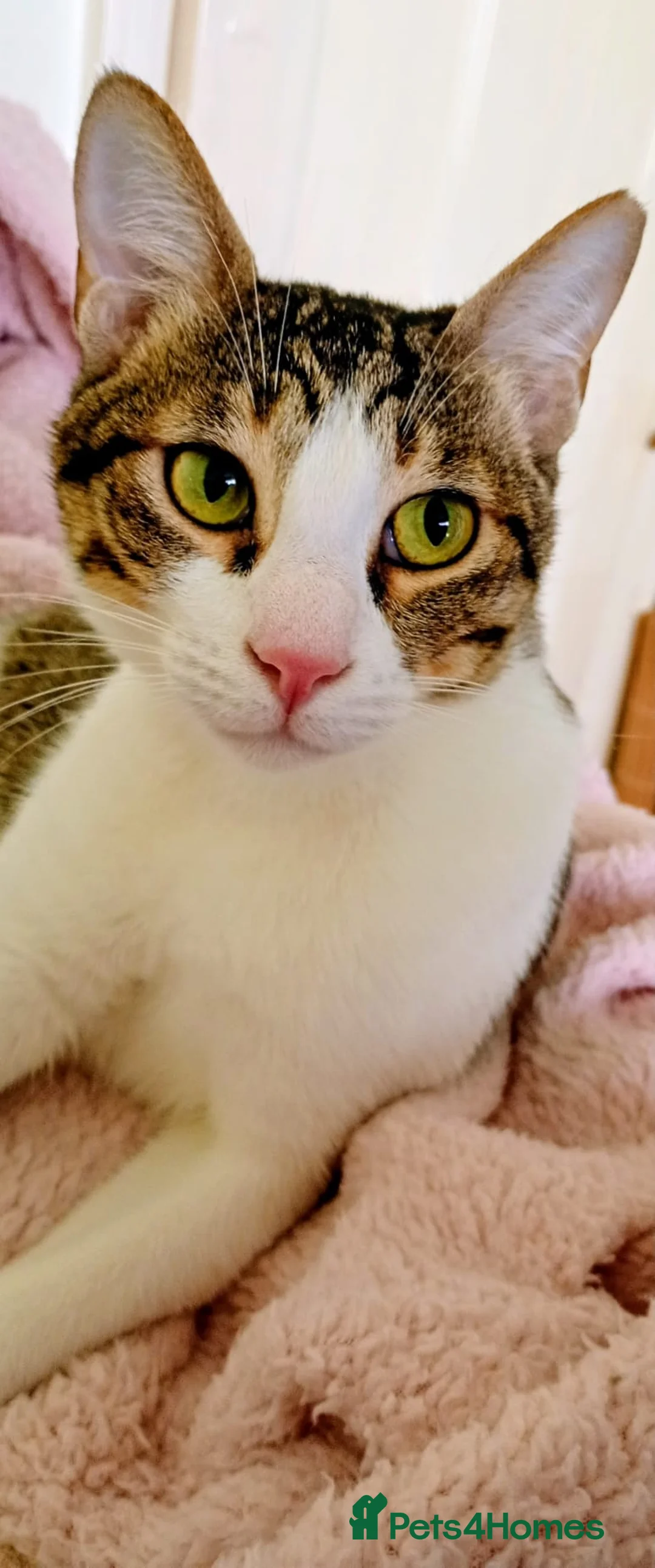 Arabian Mau cats for sale: Arabian Mao for adoption  - Advert 5