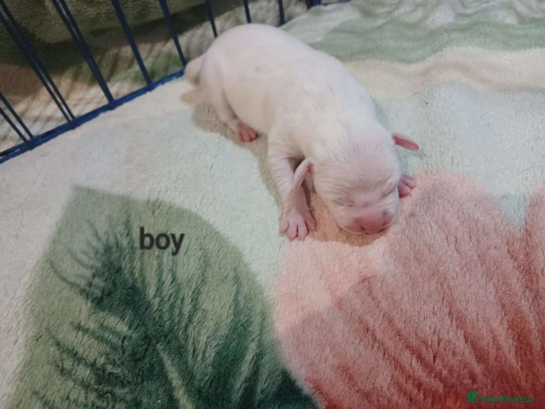 Staffordshire Bull Terrier dogs for sale: Adorable puppy for Staffordshire Bull Terrier - Advert 36