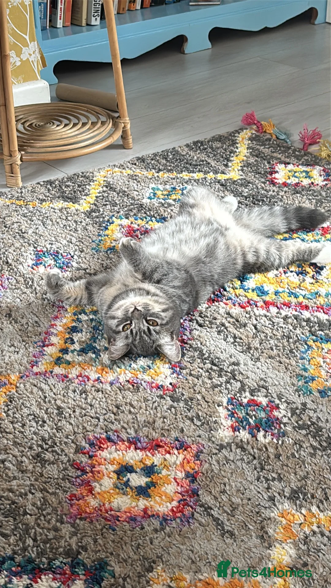 Mixed Breed cats for sale: Beautiful half Persian kitten in Bude - Advert 2