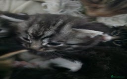 British Longhair cats for sale: Longhaired grey and black kittens, 2 ready now - Image 16