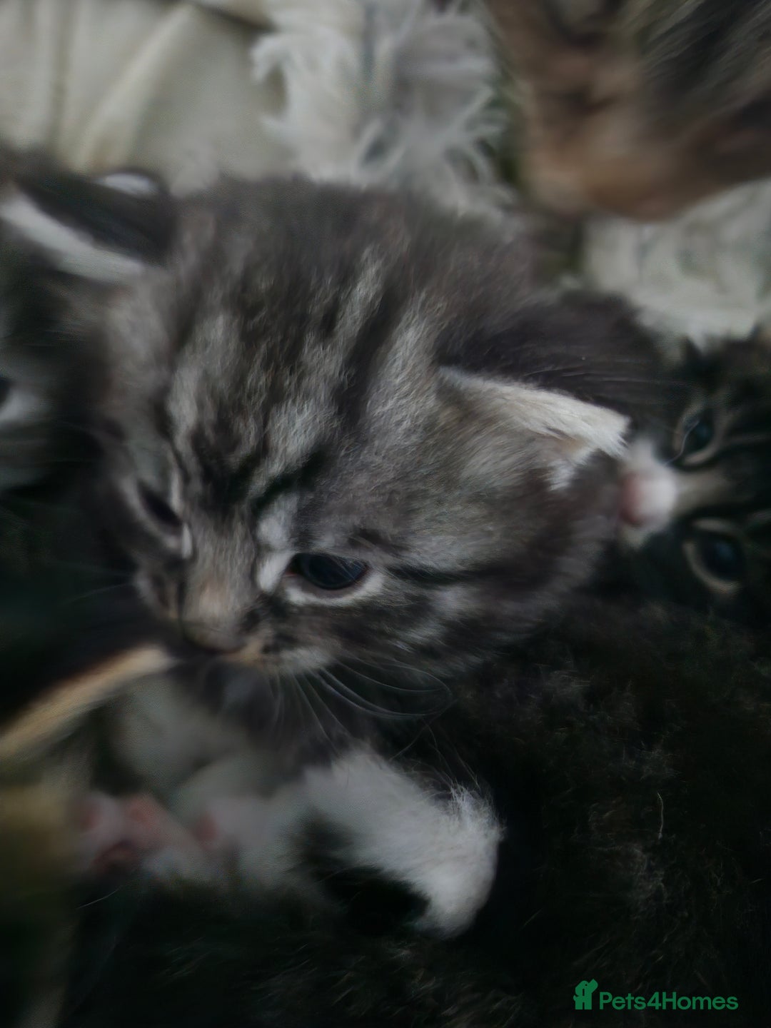 British Longhair cats for sale: Longhaired grey and black kittens, 2 ready now - Image 16