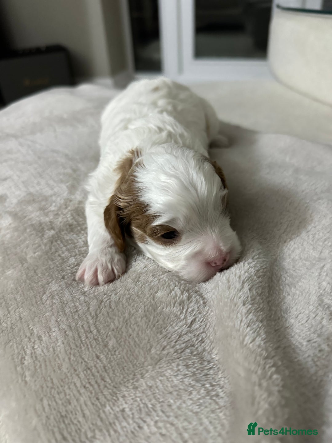 Cavapoo dogs for sale: Cavapoo f2 puppies  - Advert 14
