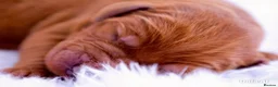 Labrador Retriever dogs for sale: Outstanding fully health tested fox reds  - Advert 2