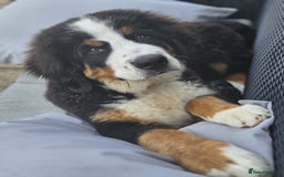 Bernese Mountain Dog dogs for sale: 5 months old beautiful boy Bernese Mountain dog - Image 2