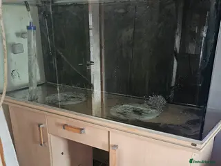 Other/Mixed Breed fish 5ft Rena 480L fish tank aquarium - Advert 3