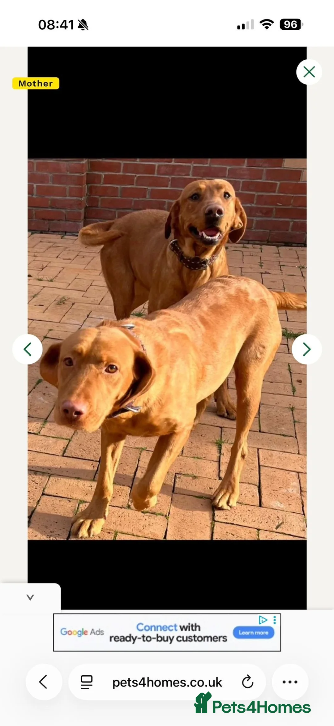 Labrador Retriever dogs for sale: Fox red Labrador  in Havant - Advert 2