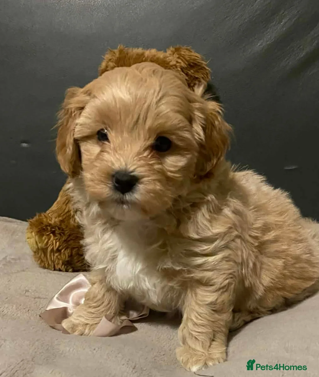 Maltipoo dogs for sale: Maltipoo Puppy  - Advert 7