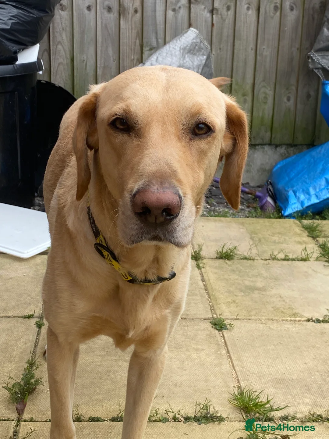 Labrador Retriever dogs for sale: Gorgeous Labrador Boy - Advert 2