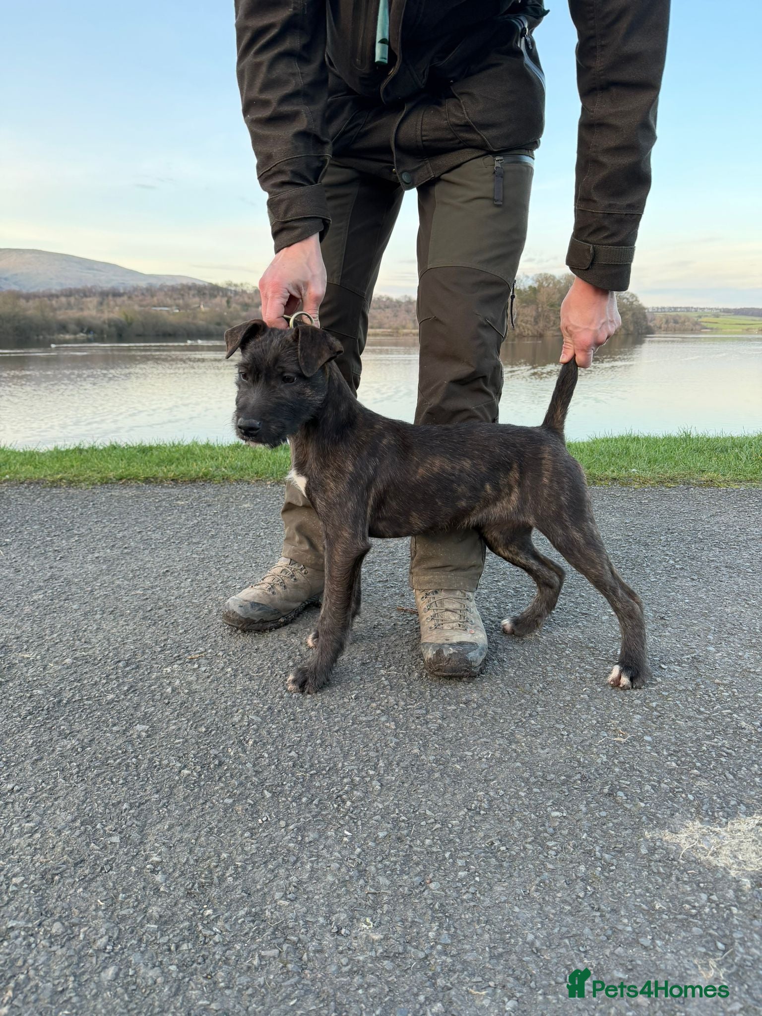 Mixed Breed dogs 15 weeks old terrier girl - Advert 4