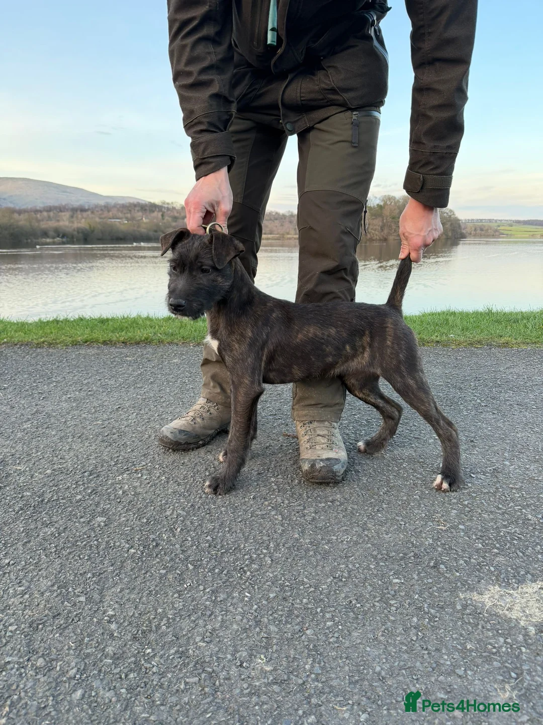 Mixed Breed dogs for sale: 5 months old wheaten terrier x female - Advert 1