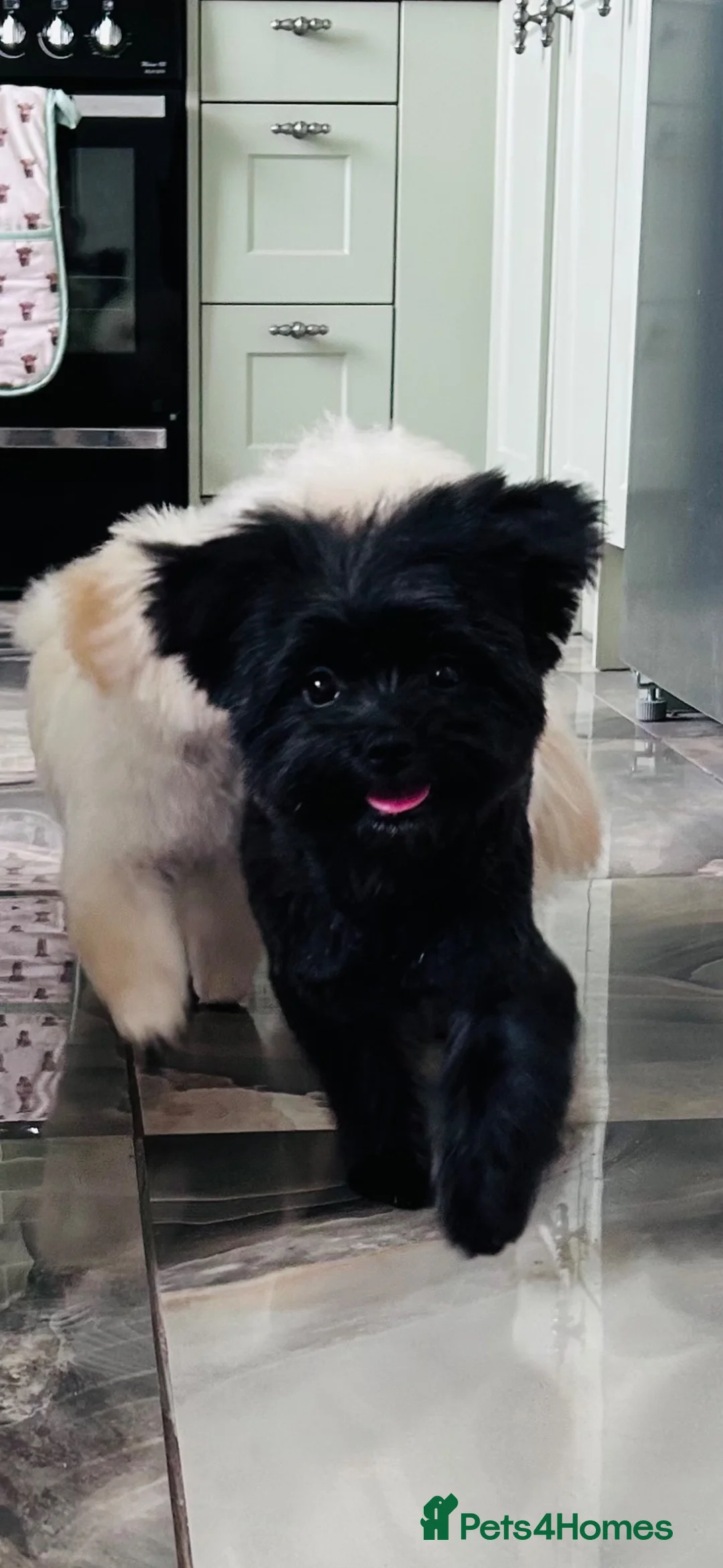 Maltipom dogs for sale: 2 absolute princesses  - Advert 15