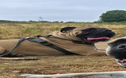 Bullmastiff dogs for sale: Bullmastiff Puppies  - Image 5