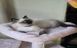 Ragdoll cats for sale: 6 Perfect Affectionate, Ready2Go Pedigree Kittens! - Advert 25
