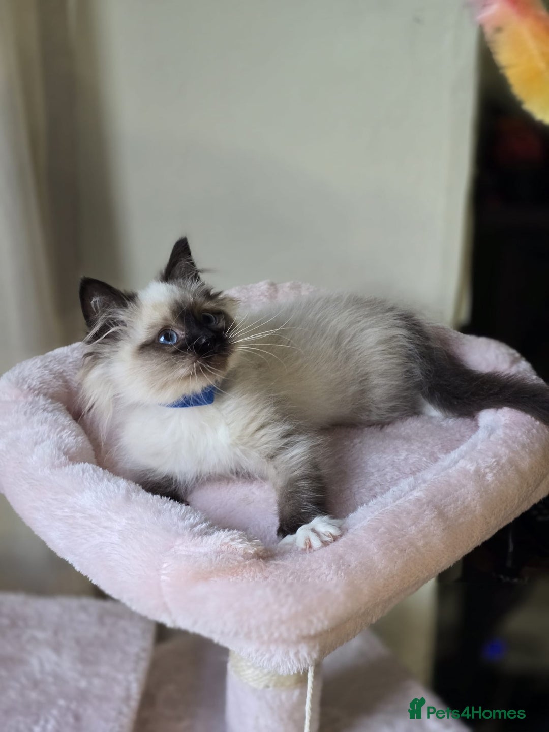 Ragdoll cats for sale: 6 Perfect Affectionate, Ready2Go Pedigree Kittens! - Advert 25