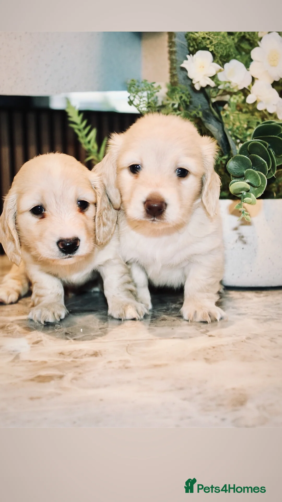 Miniature Dachshund dogs for sale: 🩷✨stunning Long hair cream Kc very light  ✨ - Advert 1