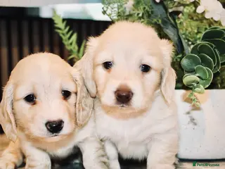 Miniature Dachshund dogs 🩷✨stunning Long hair cream Kc very light ✨ - Advert 4