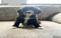 Goldendoodle dogs for sale: Beautiful doodles looking for forever homes - Image 3
