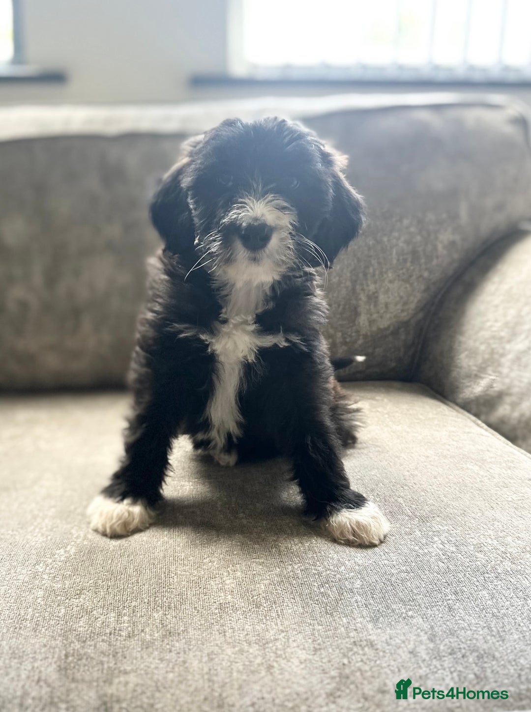 Goldendoodle dogs for sale: Beautiful doodles looking for forever homes - Image 3