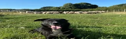 Border Collie dogs for sale: ONE REMAINING - Female Border Collie Puppies - Advert 21