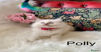 Ragdoll cats - Advert 10