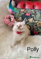 Ragdoll cats - Advert 5