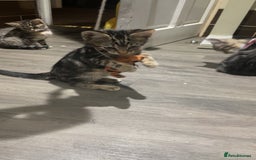 Mixed Breed cats for sale: 4 stunning tabby kittens - Image 2