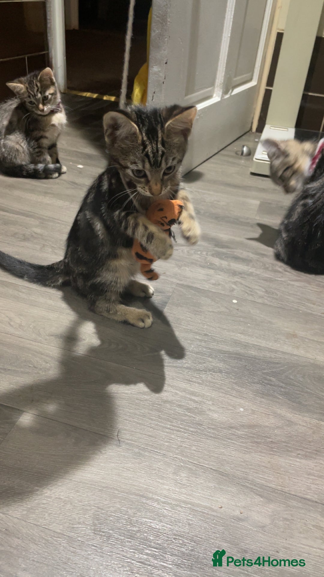 Mixed Breed cats for sale: 4 stunning tabby kittens - Image 2