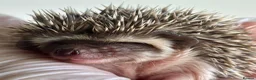 Pygmy Hedgehog rodents for sale: African Pygmy Hedgehog  in Eastleigh - Advert 15