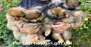 Pomeranian dogs - Advert 8