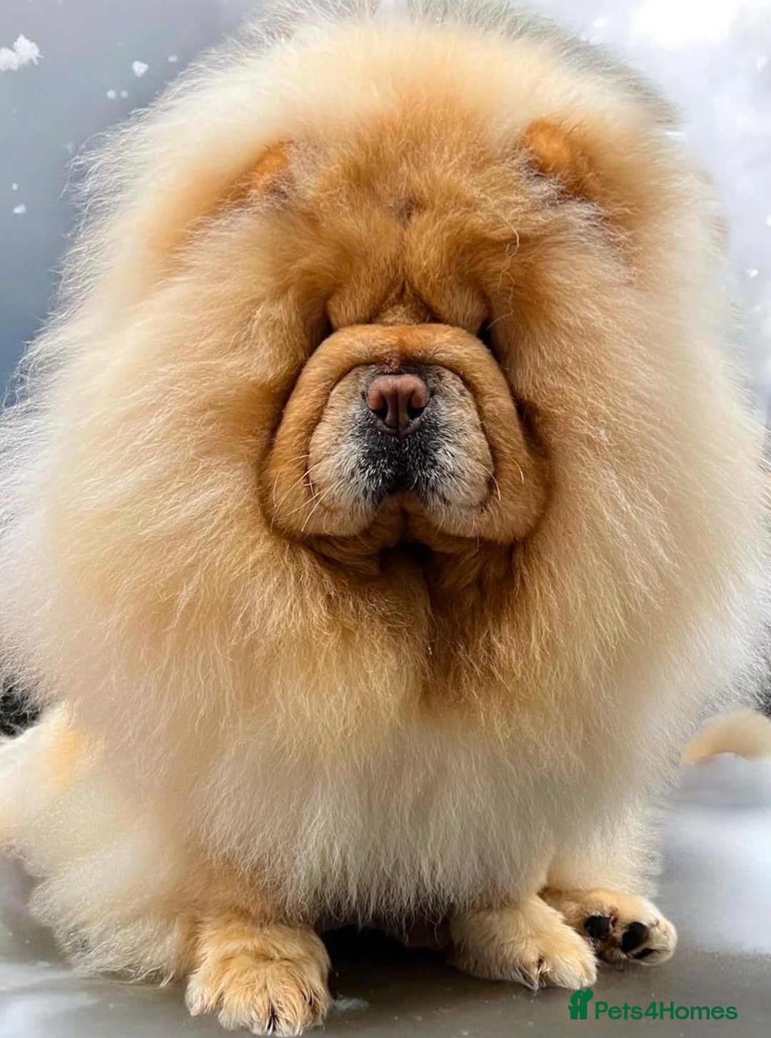 Chow Chow dogs for sale: 🧸🧸Beautiful Chow Chow Puppies🧸🧸 - Advert 11