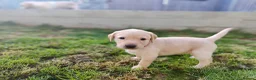 Labrador Retriever dogs for sale: Stunning, Well Bred Yellow Labrador Pups - Advert 5