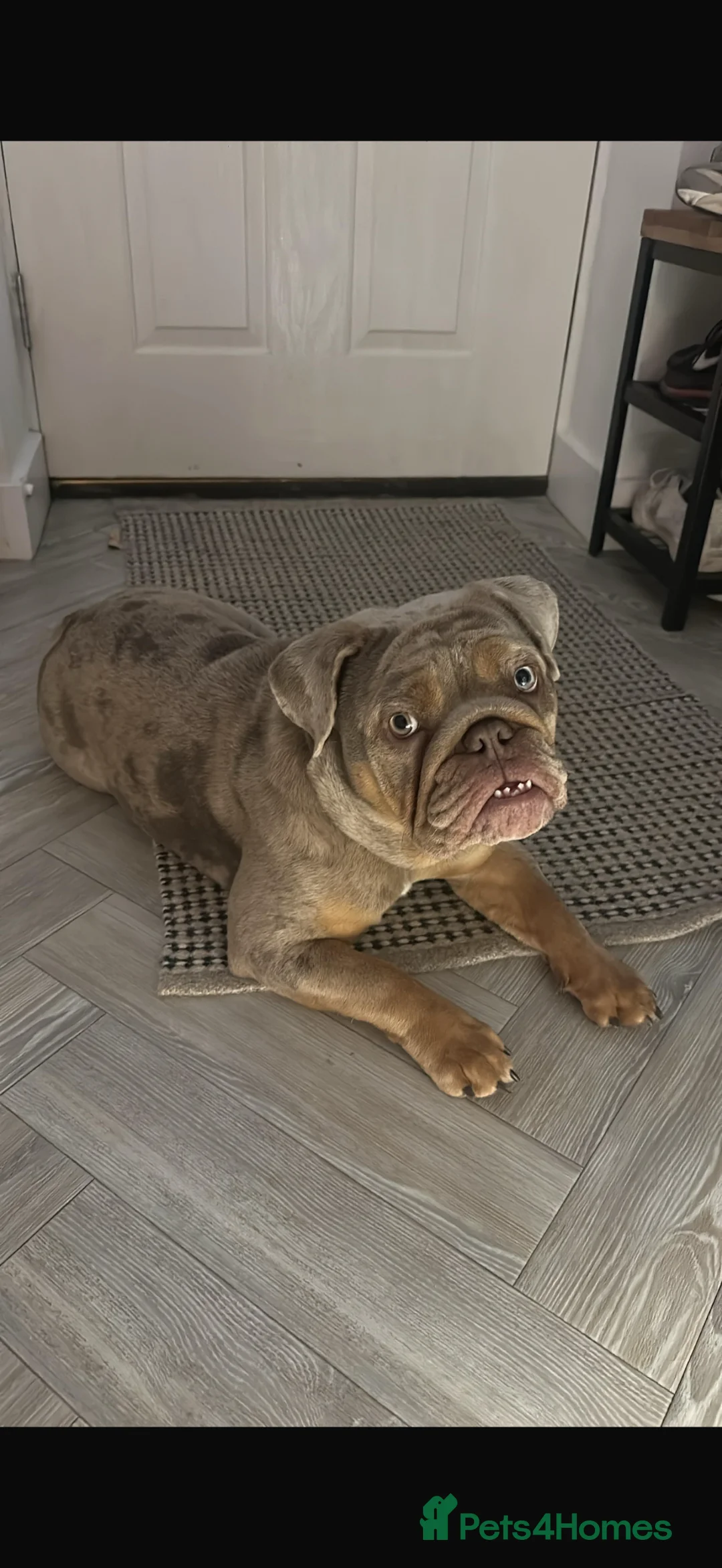 English Bulldog dogs for sale: KC Registered Lilac Merle English Bulldog Female - Advert 1