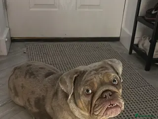 English Bulldog dogs KC Registered Lilac Merle English Bulldog Female - Advert 3