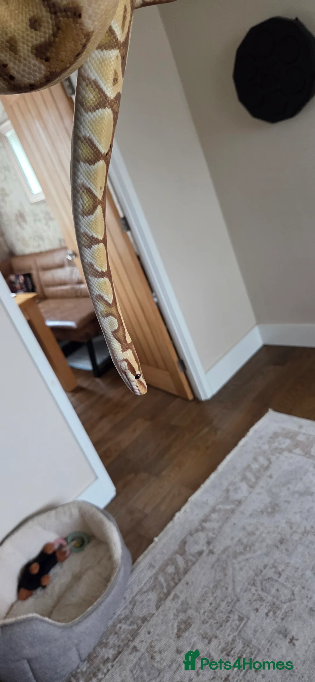 Python Snake reptiles for sale: Banana royal python  - Advert 6