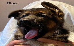 German Shepherd dogs for sale: KC Registered Pedigree German Shepherd Puppies - Image 7