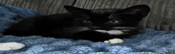 Mixed Breed cats for sale: Pretty black and white female kitten - Advert 1
