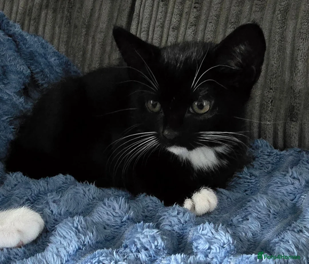 Mixed Breed cats for sale: Pretty black and white female kitten - Advert 1