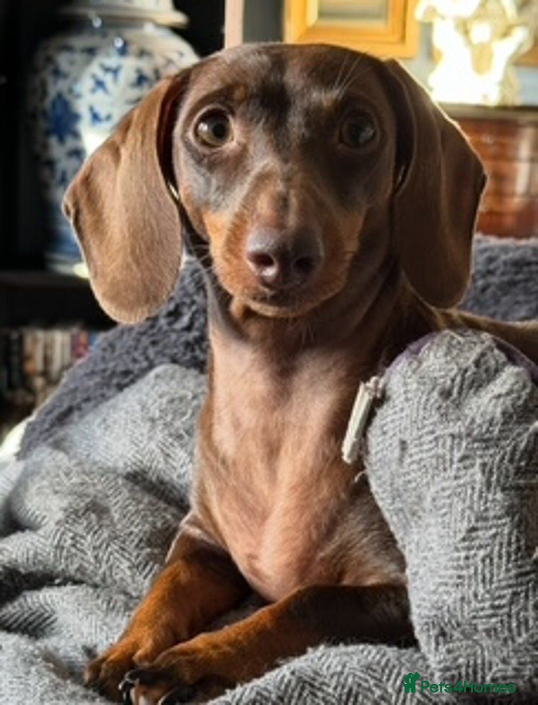 Miniature Dachshund dogs for sale: Miniature Dachshund Puppies - Image 6