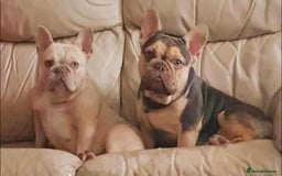 French Bulldog dogs for sale: 3 beautiful French bulldog girls - Image 1