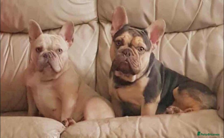 French Bulldog dogs - Advert 12