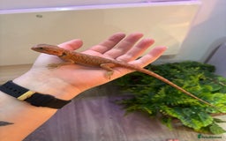 Bearded Dragon reptiles for sale: Bearded Dragon Babies INC RED MONSTERS - Image 3