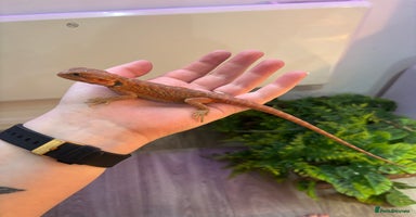Bearded Dragon reptiles - Advert 11