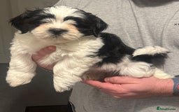 Lhasa Apso dogs for stud: KC registered PRA4 clear Lhasa apso for stud in Northampton - Image 12