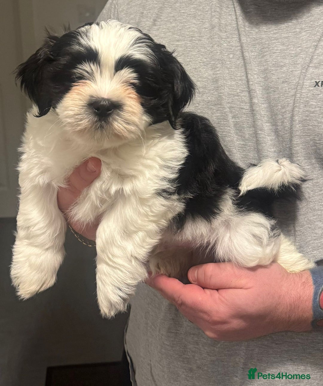 Lhasa Apso dogs for stud: KC registered PRA4 clear Lhasa apso for stud in Northampton - Image 12