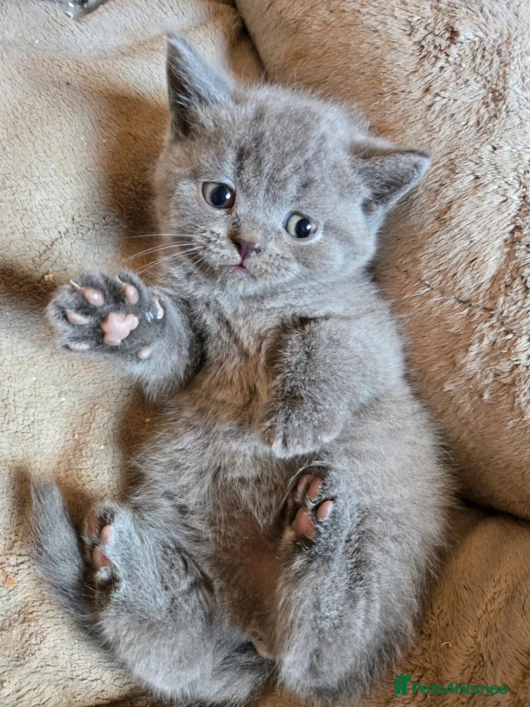 British Shorthair cats for sale: ❤️British Shorthair kittens❤️ - Advert 2
