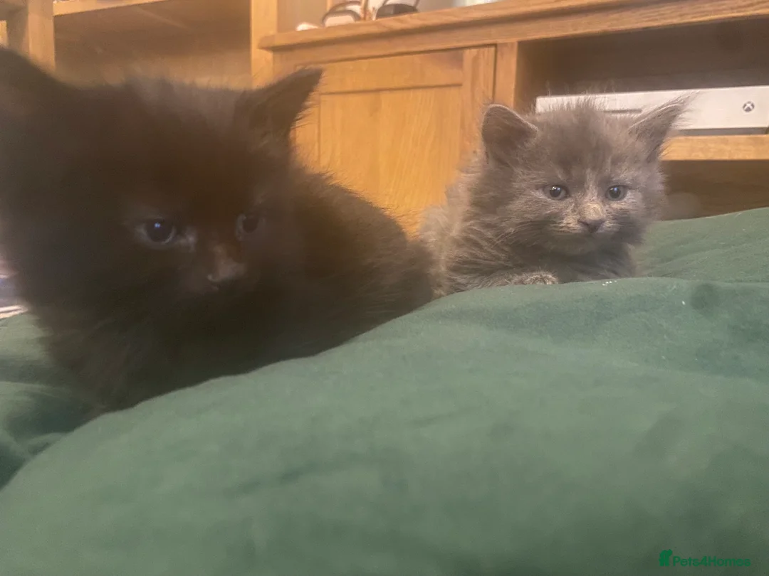 Russian Blue cats for sale: Russian blue/maine coon mix  - Advert 2