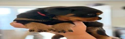 Rottweiler dogs for sale: Pure Breed Rottweiler  - Advert 24