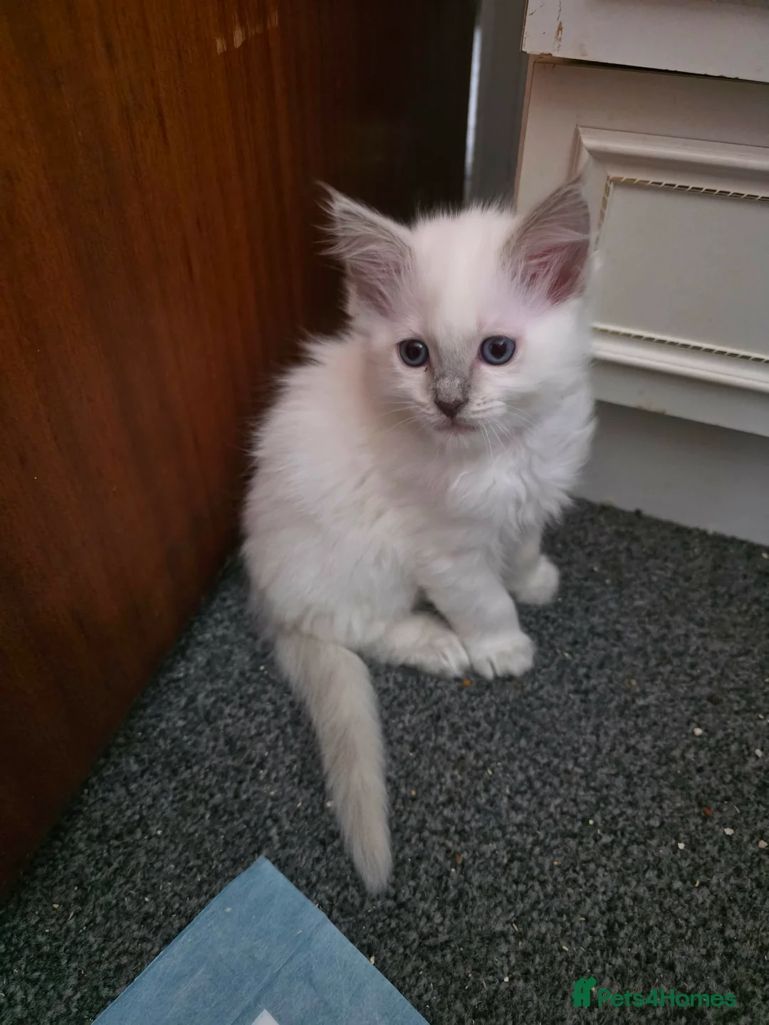 Ragdoll cats for sale: Ragdoll kittens  - Advert 10