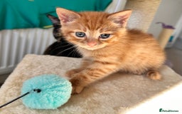 Mixed Breed cats for sale: Amiable bengal mix tabby kittens - Image 5