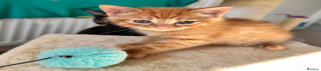 Mixed Breed Kitten 1